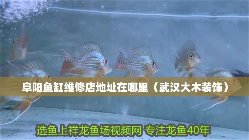 阜陽魚缸維修店地址在哪里(武漢大木裝飾) 黃金貓魚百科 第1張 阜陽魚缸維修店地址在哪里(武漢大木裝飾) 阜陽魚缸維修店地址在哪里(武漢大木裝飾) 黃金貓魚百科 第1張