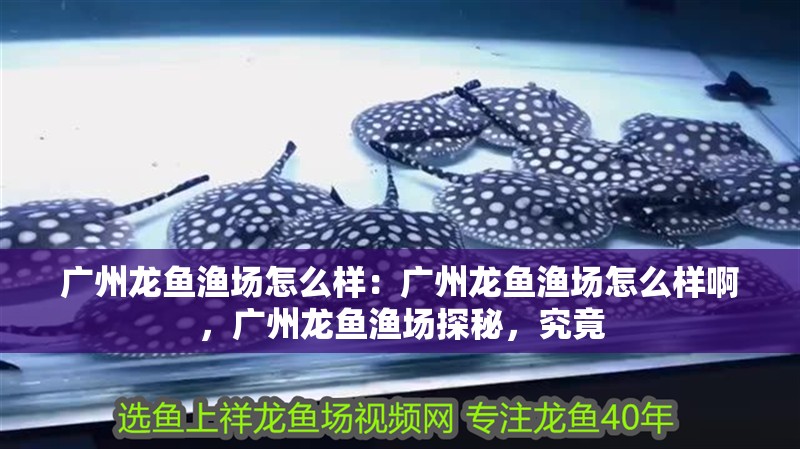 廣州龍魚漁場怎么樣：廣州龍魚漁場怎么樣啊，廣州龍魚漁場探秘，究竟