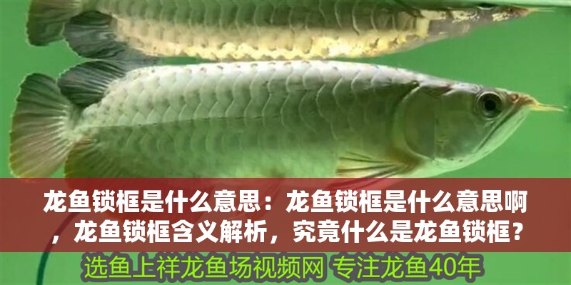 龍魚鎖框是什么意思：龍魚鎖框是什么意思啊，龍魚鎖框含義解析，究竟什么是龍魚鎖框？