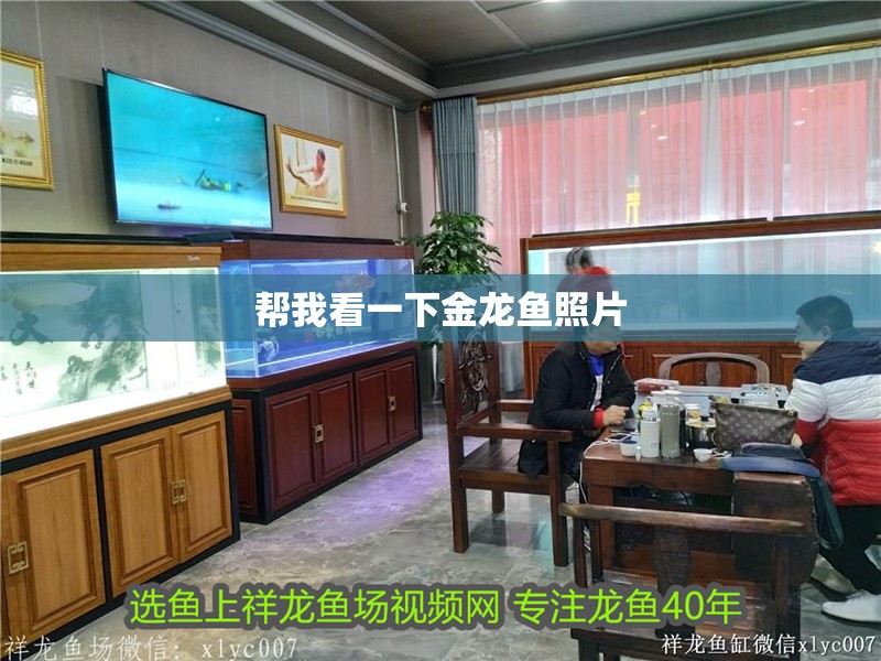 幫我看一下金龍魚照片