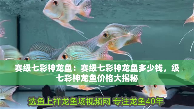 賽級七彩神龍魚：賽級七彩神龍魚多少錢，級七彩神龍魚價格大揭秘