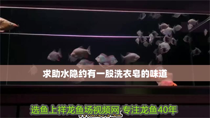 求助水隱約有一股洗衣皂的味道