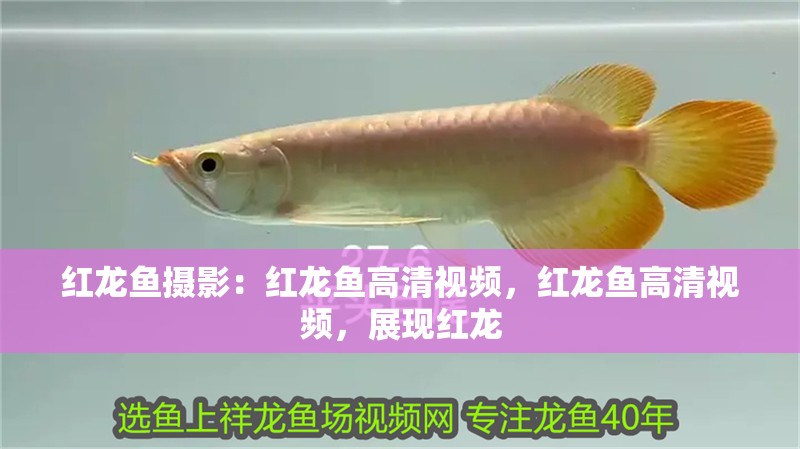 紅龍魚攝影：紅龍魚高清視頻，紅龍魚高清視頻，展現紅龍