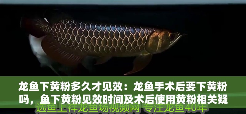 龍魚下黃粉多久才見效：龍魚手術后要下黃粉嗎，魚下黃粉見效時間及術后使用黃粉相關疑問解答