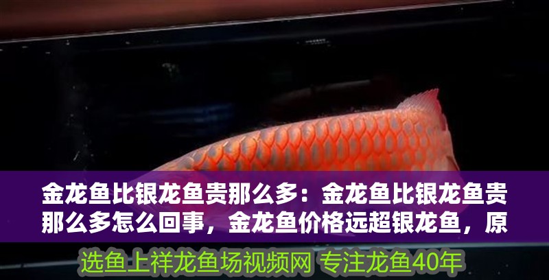 金龍魚比銀龍魚貴那么多：金龍魚比銀龍魚貴那么多怎么回事，金龍魚價格遠超銀龍魚，原因何