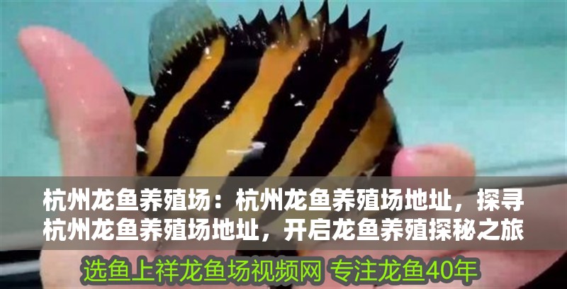 杭州龍魚養(yǎng)殖場：杭州龍魚養(yǎng)殖場地址，探尋杭州龍魚養(yǎng)殖場地址，開啟龍魚養(yǎng)殖探秘之旅
