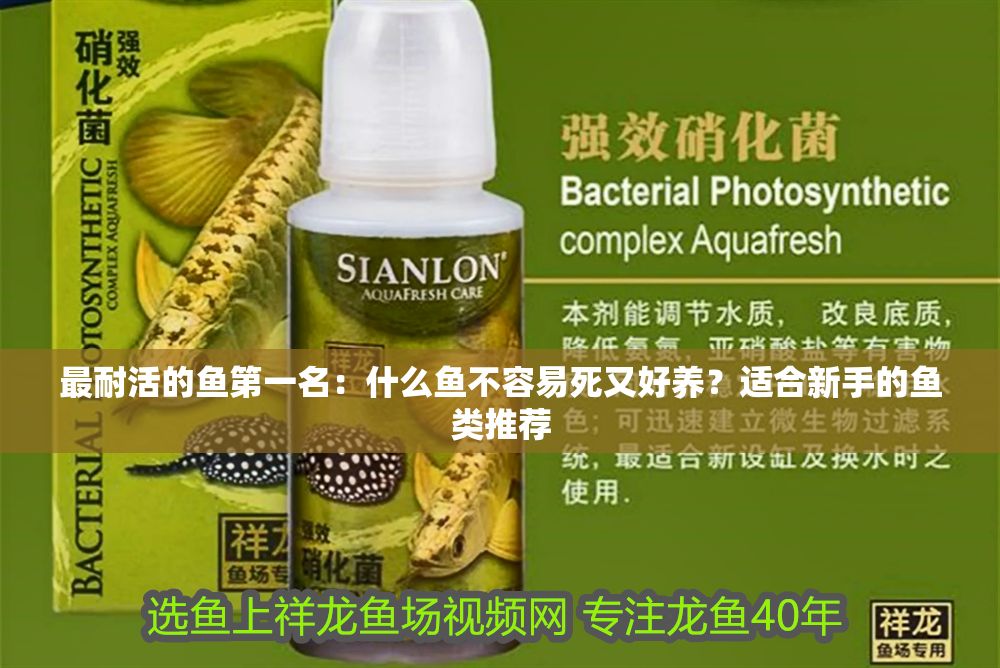 詳細閱讀:最耐活的魚第一名:什么魚不容易死又好養(yǎng)?適合新手的魚類推薦 最耐活的魚第一名:什么魚不容易死又好養(yǎng)?適合新手的魚類推薦