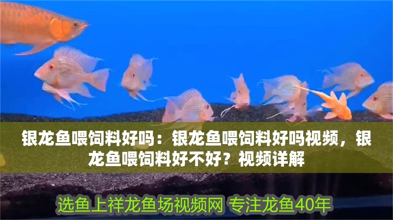 銀龍魚喂飼料好嗎：銀龍魚喂飼料好嗎視頻，銀龍魚喂飼料好不好？視頻詳解