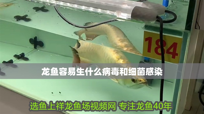 龍魚容易生什么病毒和細菌感染