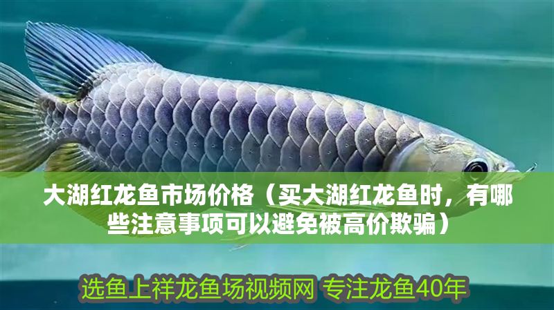 大湖紅龍魚市場價格（買大湖紅龍魚時，有哪些注意事項可以避免被高價欺騙）