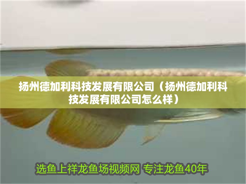 揚(yáng)州德加利科技發(fā)展有限公司（揚(yáng)州德加利科技發(fā)展有限公司怎么樣）