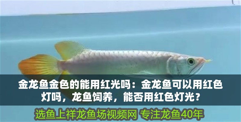 金龍魚金色的能用紅光嗎：金龍魚可以用紅色燈嗎，龍魚飼養，能否用紅色燈光？