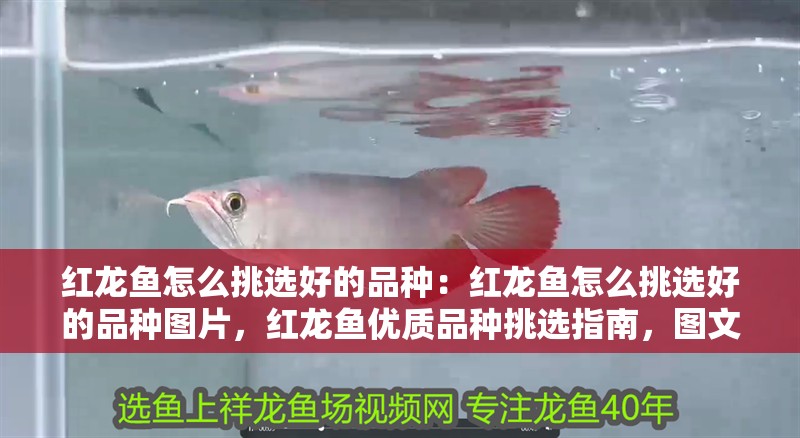 紅龍魚怎么挑選好的品種：紅龍魚怎么挑選好的品種圖片，紅龍魚優質品種挑選指南，圖文