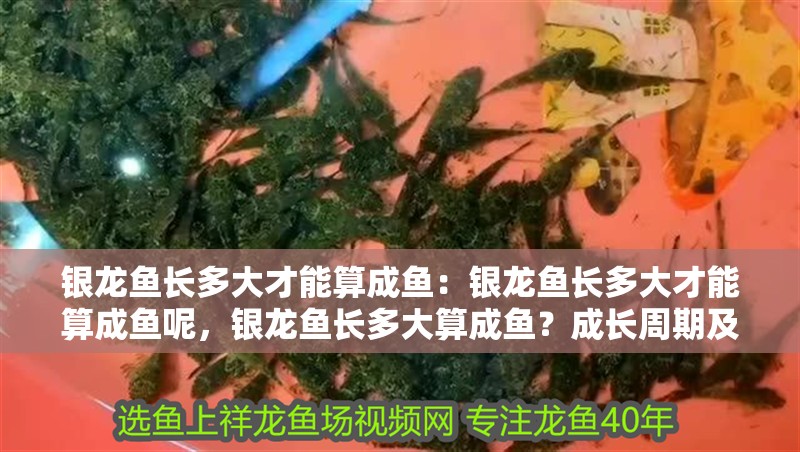 銀龍魚長多大才能算成魚：銀龍魚長多大才能算成魚呢，銀龍魚長多大算成魚？成長周期及判斷標準