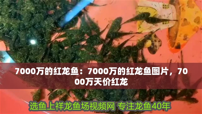 7000萬的紅龍魚：7000萬的紅龍魚圖片，7000萬天價(jià)紅龍