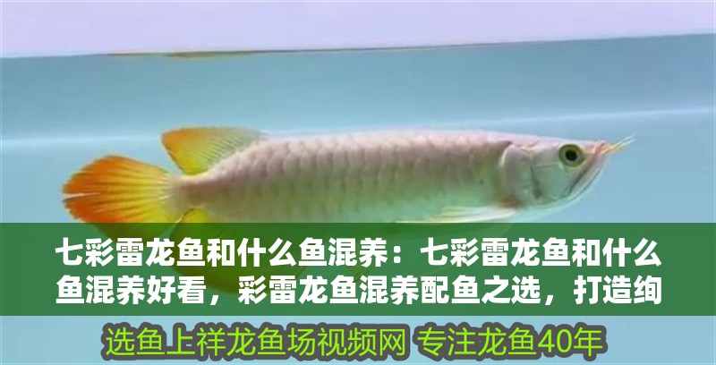 七彩雷龍魚和什么魚混養(yǎng)：七彩雷龍魚和什么魚混養(yǎng)好看，彩雷龍魚混養(yǎng)配魚之選，打造絢麗水