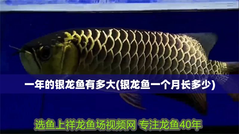 一年的銀龍魚有多大(銀龍魚一個月長多少)
