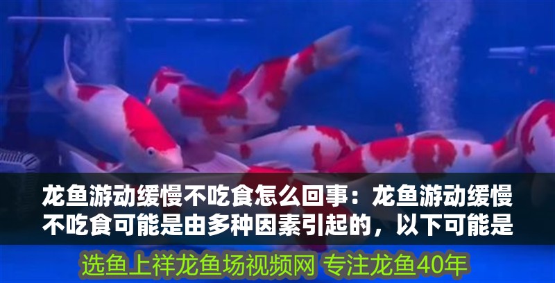龍魚游動緩慢不吃食怎么回事：龍魚游動緩慢不吃食可能是由多種因素引起的，以下可能是由多種因素引起的