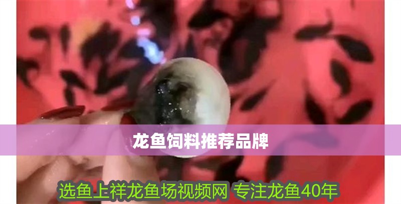 龍魚(yú)飼料推薦品牌