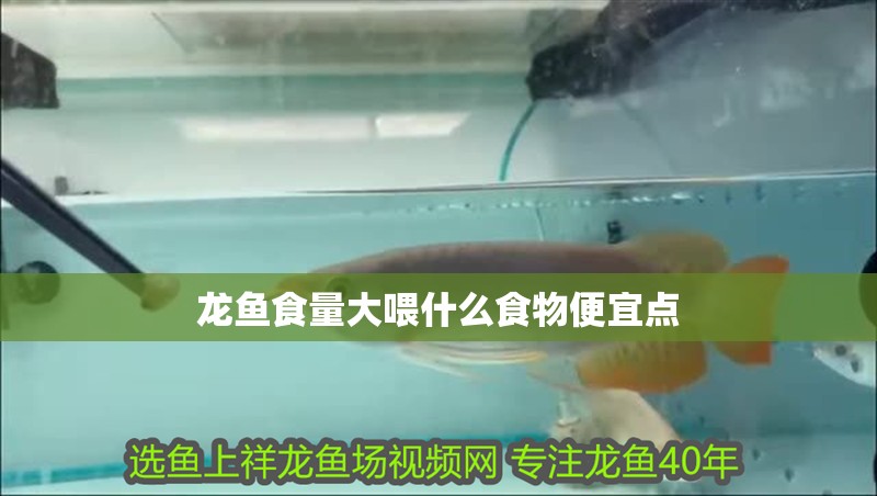 龍魚食量大喂什么食物便宜點