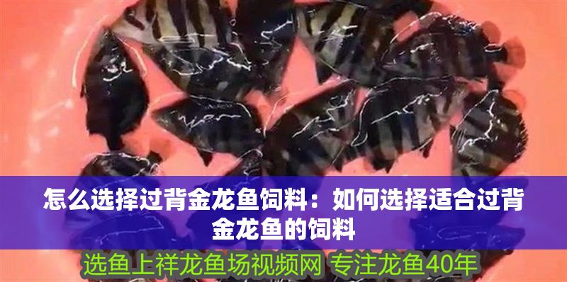 怎么選擇過背金龍魚飼料：如何選擇適合過背金龍魚的飼料