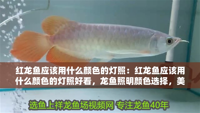 紅龍魚應該用什么顏色的燈照：紅龍魚應該用什么顏色的燈照好看，龍魚照明顏色選擇，美觀與適宜