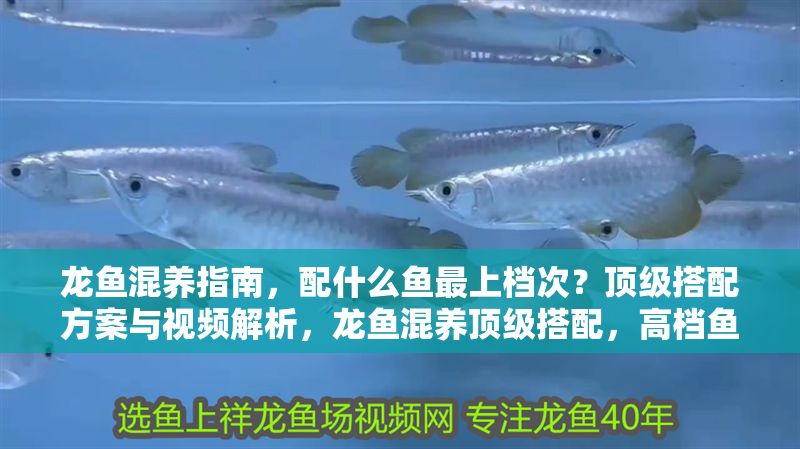 龍魚混養指南，配什么魚最上檔次？頂級搭配方案與視頻解析，龍魚混養頂級搭配，高檔魚種推薦與視頻詳解