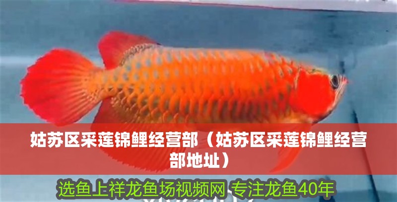 姑蘇區采蓮錦鯉經營部（姑蘇區采蓮錦鯉經營部地址）