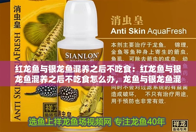 紅龍魚與銀龍魚混養之后不吃食：紅龍魚與銀龍魚混養之后不吃食怎么辦，龍魚與銀龍魚混養后拒食問題及解決