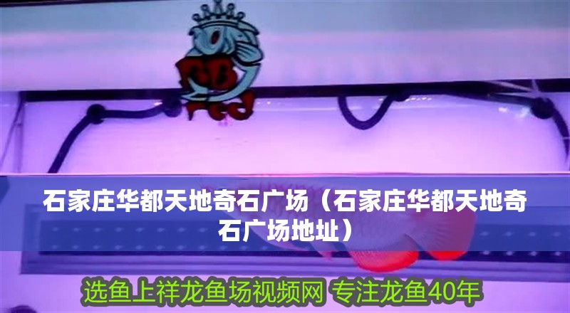 石家莊華都天地奇石廣場（石家莊華都天地奇石廣場地址）