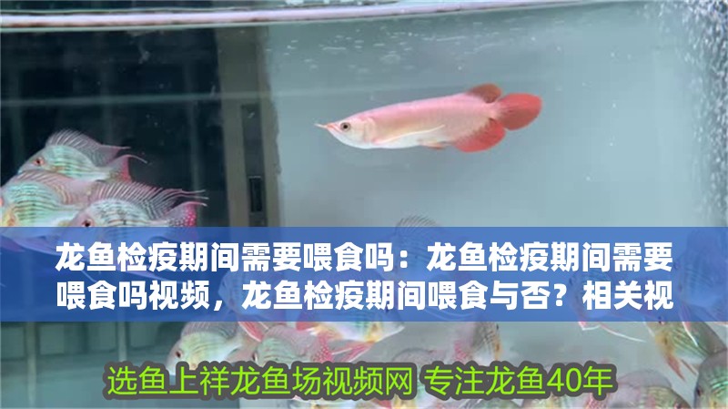龍魚檢疫期間需要喂食嗎：龍魚檢疫期間需要喂食嗎視頻，龍魚檢疫期間喂食與否？相關視頻