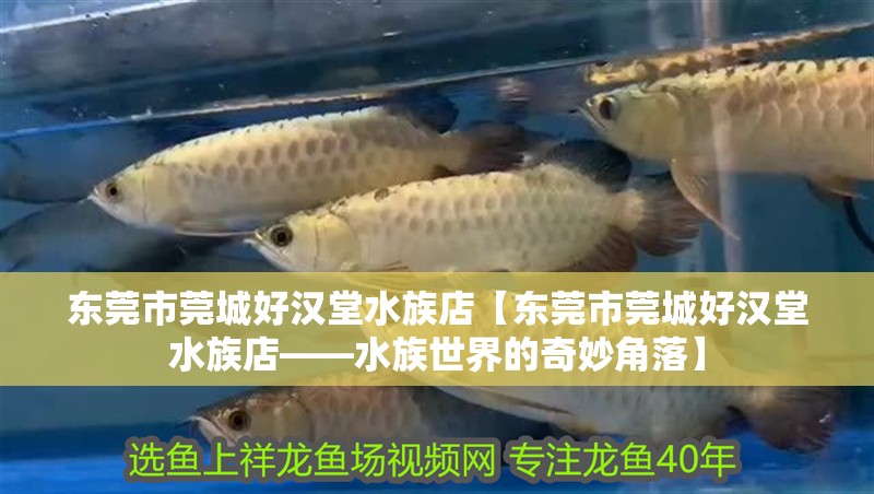 東莞市莞城好漢堂水族店【東莞市莞城好漢堂水族店——水族世界的奇妙角落】