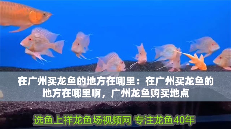 在廣州買龍魚的地方在哪里：在廣州買龍魚的地方在哪里啊，廣州龍魚購買地點