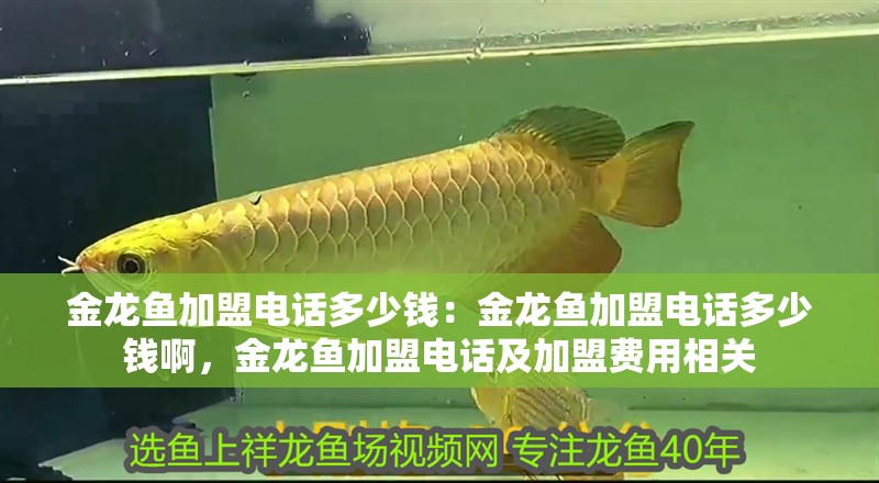 金龍魚加盟電話多少錢：金龍魚加盟電話多少錢啊，金龍魚加盟電話及加盟費用相關(guān)