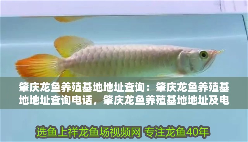 肇慶龍魚養殖基地地址查詢：肇慶龍魚養殖基地地址查詢電話，肇慶龍魚養殖基地地址及電話查詢
