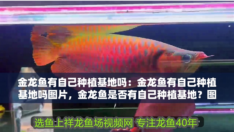 金龍魚有自己種植基地嗎：金龍魚有自己種植基地嗎圖片，金龍魚是否有自己種植基地？圖文