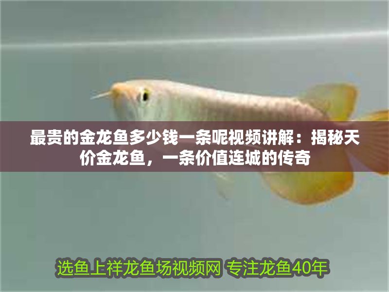 最貴的金龍魚多少錢一條呢視頻講解：揭秘天價(jià)金龍魚，一條價(jià)值連城的傳奇
