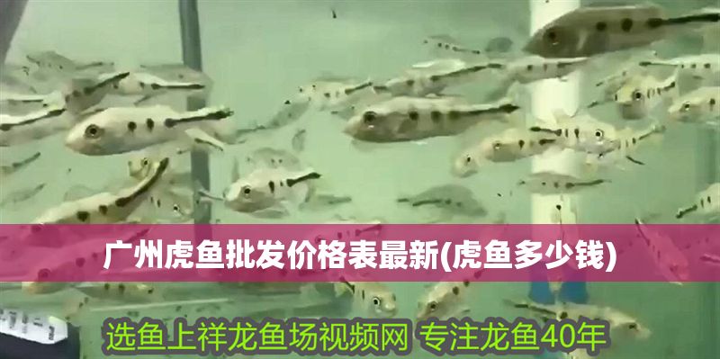 廣州虎魚批發(fā)價格表最新(虎魚多少錢)