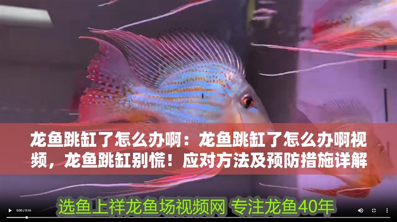 龍魚跳缸了怎么辦啊：龍魚跳缸了怎么辦啊視頻，龍魚跳缸別慌！應對方法及預防措施詳解