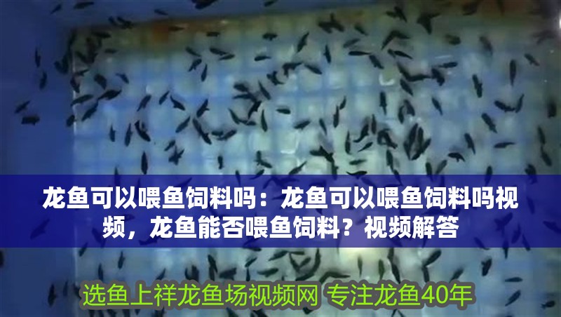 龍魚可以喂魚飼料嗎：龍魚可以喂魚飼料嗎視頻，龍魚能否喂魚飼料？視頻解答
