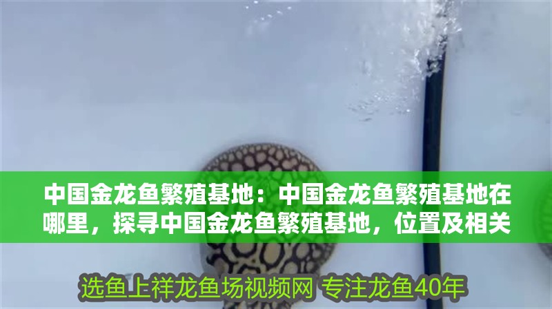 中國金龍魚繁殖基地：中國金龍魚繁殖基地在哪里，探尋中國金龍魚繁殖基地，位置及相關(guān)信息全解析