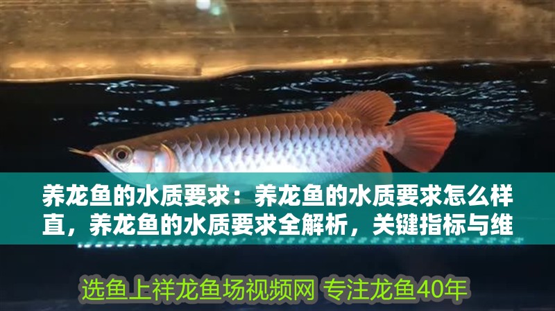 養(yǎng)龍魚的水質(zhì)要求：養(yǎng)龍魚的水質(zhì)要求怎么樣直，養(yǎng)龍魚的水質(zhì)要求全解析，關鍵指標與維護要點