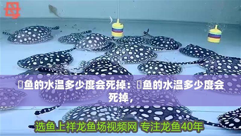 魟魚的水溫多少度會死掉：魟魚的水溫多少度會死掉， 魟魚的水溫多少度會死掉：魟魚的水溫多少度會死掉， 魟魚百科 第2張