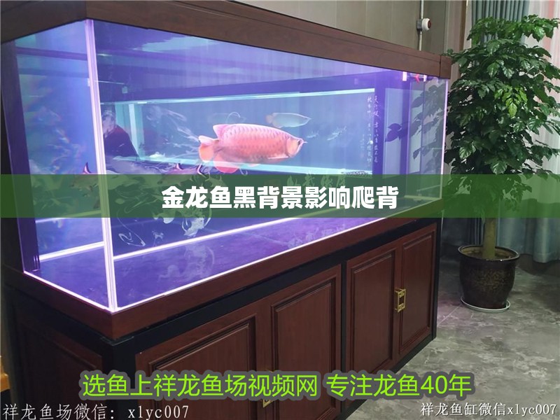金龍魚黑背景影響爬背