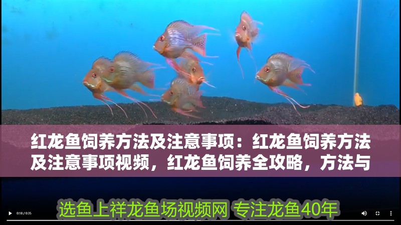 紅龍魚飼養方法及注意事項：紅龍魚飼養方法及注意事項視頻，紅龍魚飼養全攻略，方法與注意事項詳解（含視頻