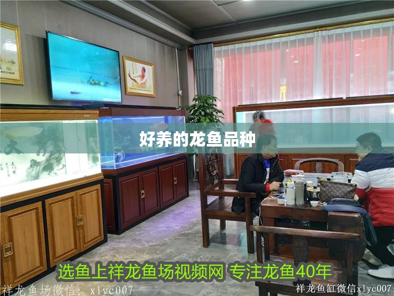 好養的龍魚品種