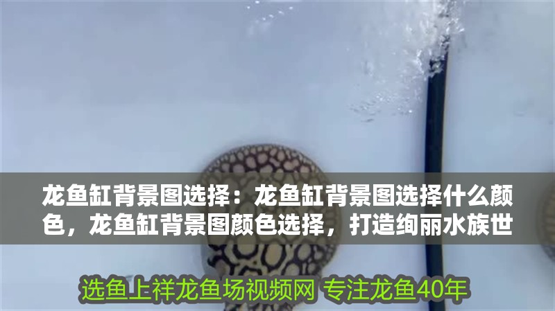 龍魚缸背景圖選擇：龍魚缸背景圖選擇什么顏色，龍魚缸背景圖顏色選擇，打造絢麗水族世界的關鍵