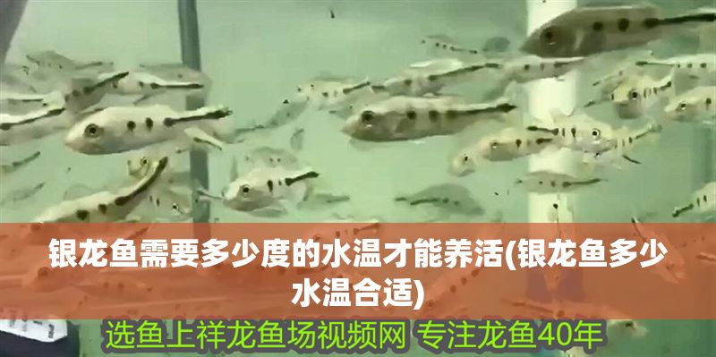 銀龍魚需要多少度的水溫才能養(yǎng)活(銀龍魚多少水溫合適)