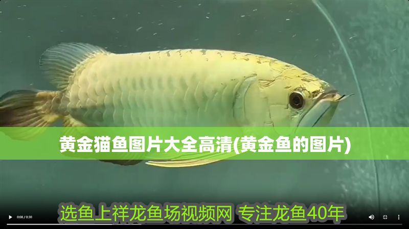 黃金貓魚圖片大全高清(黃金魚的圖片)