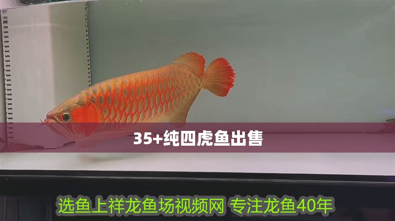 35+純四虎魚出售
